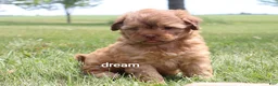 Shihpoo dogs for sale: Sage - Ad 5