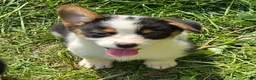 Welsh Corgi Pembroke dogs for sale: Oreo girl  - Ad 13