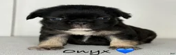 French Bulldog dogs for sale: Onyx - Male French Bulldog Puppy  - Ad 3