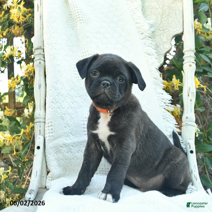 Mixed Breed dogs for sale: Sarge - Ad 2