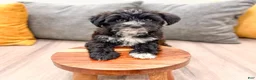Yorkiepoo dogs for sale: Theo - Ad 2