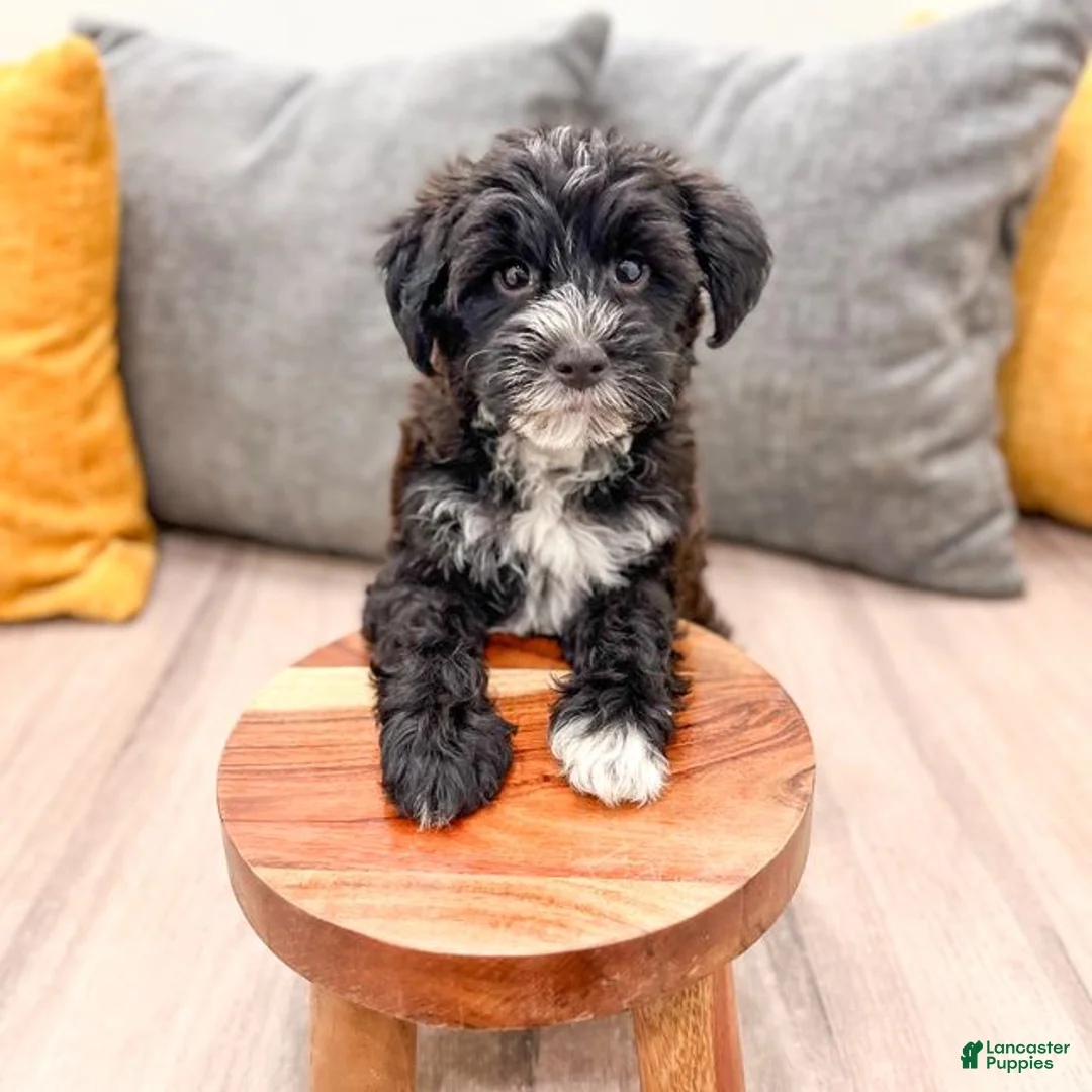 Yorkiepoo dogs for sale: Theo - Ad 2