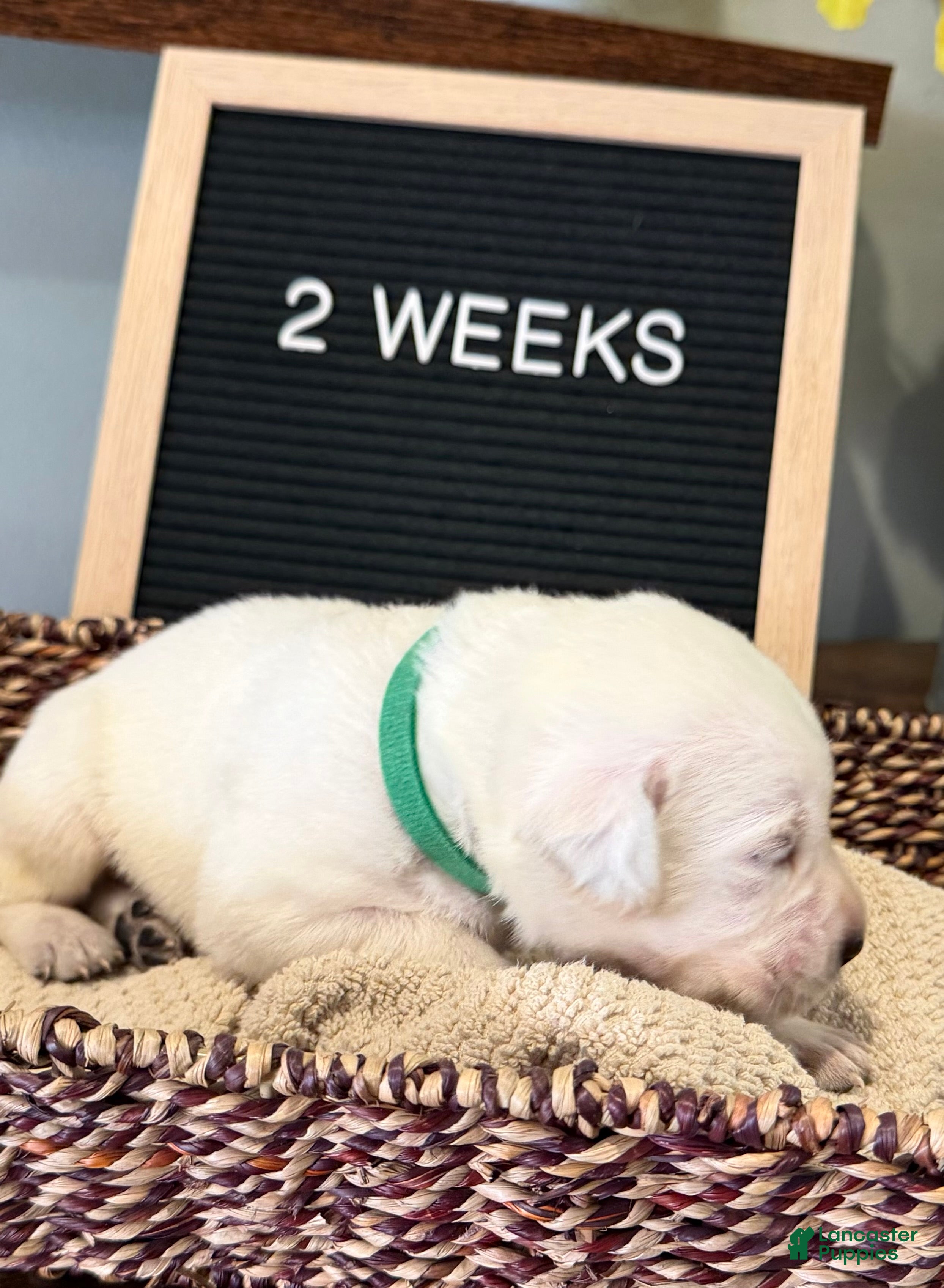 Labrador Retriever dogs for sale: Green - Ad 4