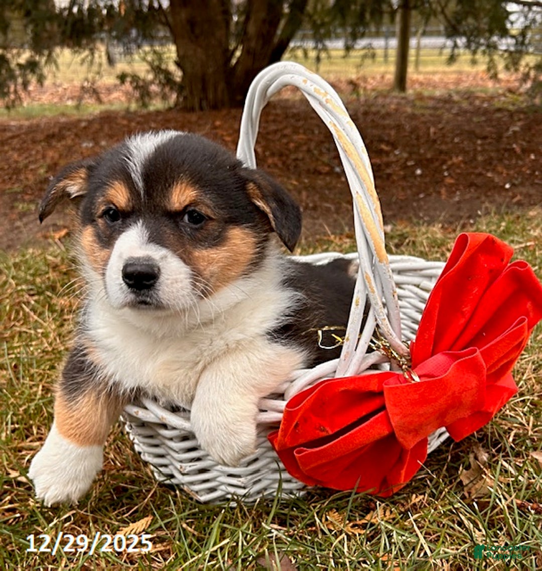 Welsh Corgi Pembroke dogs for sale: Cleo - Ad 2