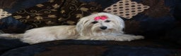 Havanese dogs for sale: Chocolate - Ad 15