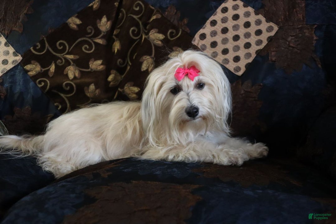Havanese dogs for sale: Chocolate - Ad 15
