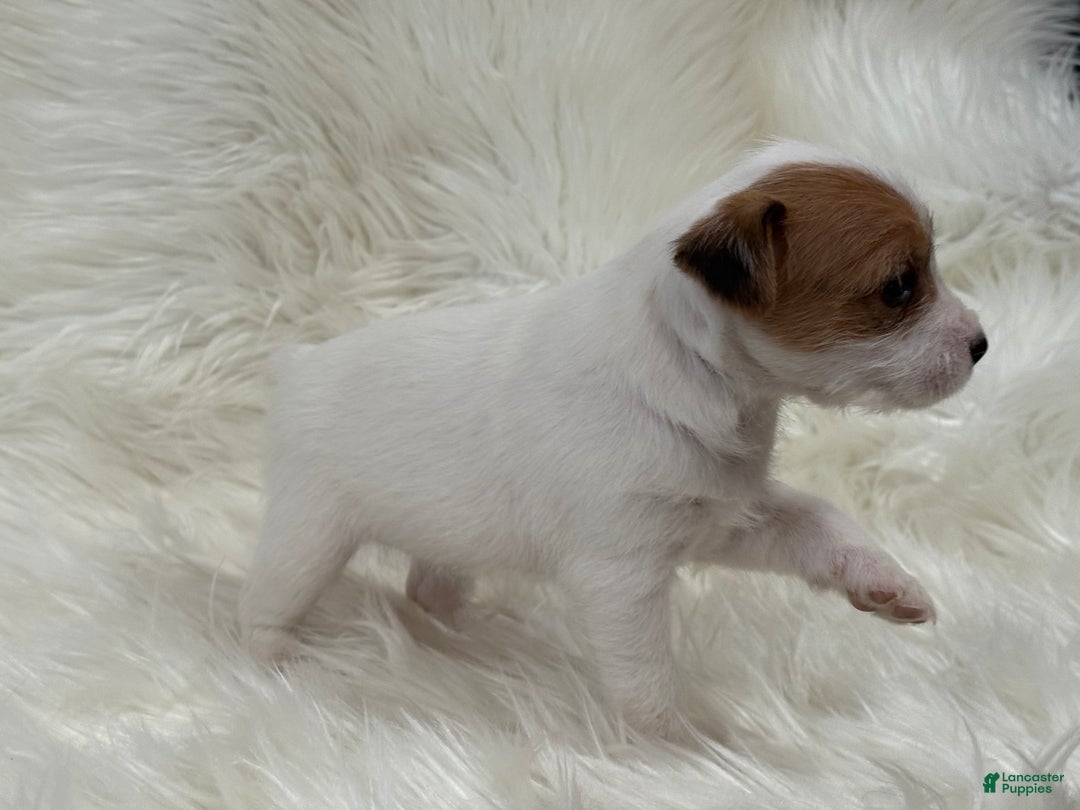 Jack Russell Terrier dogs for sale: Reddit  Puppy 3 - Ad 3