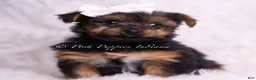 Yorkshire Terrier dogs for sale: Skeeter - Ad 5