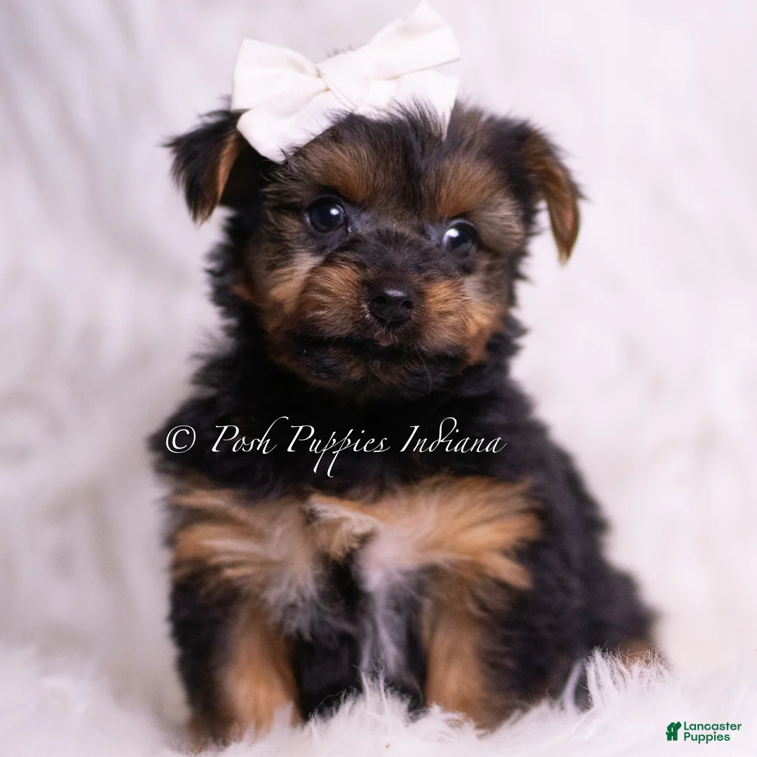 Yorkshire Terrier dogs for sale: Skeeter - Ad 5