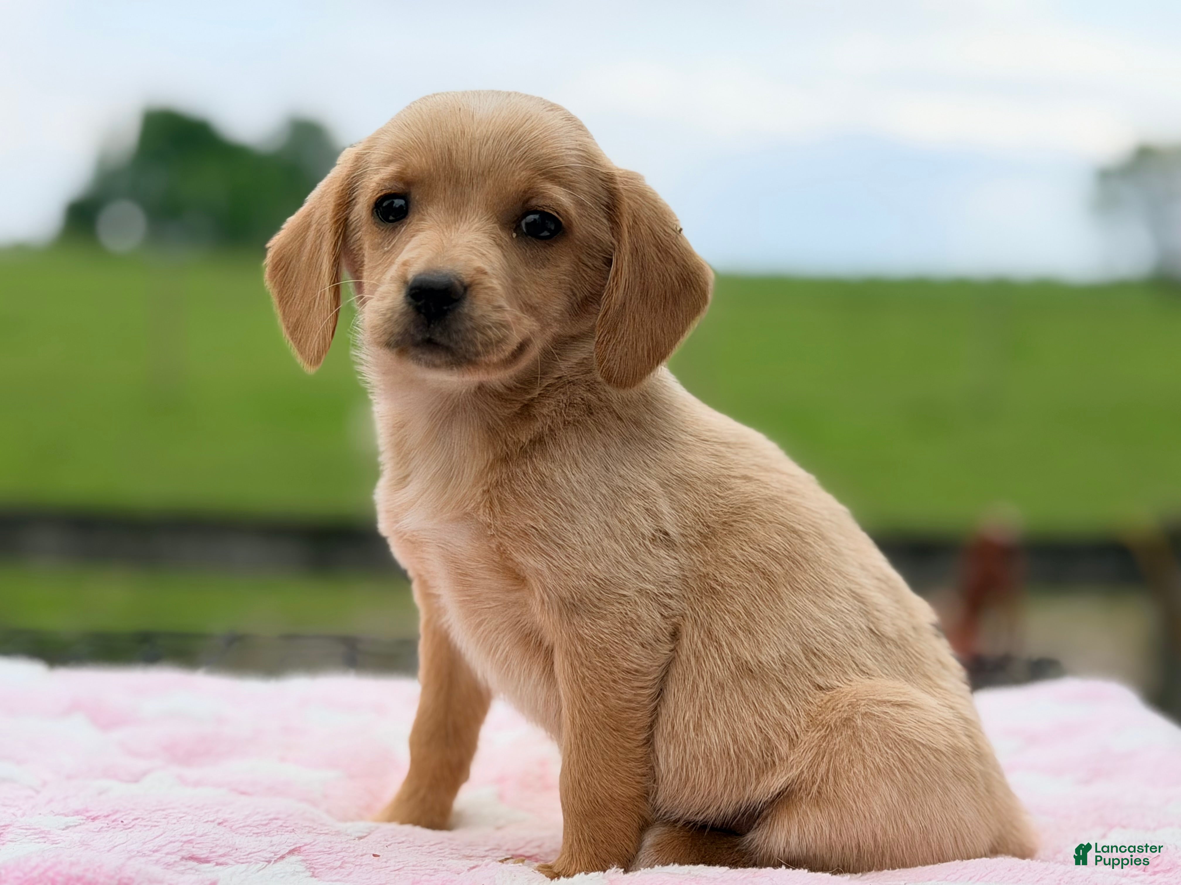 Chiweenie dogs Molly  - Ad 1