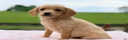 Chiweenie dogs for sale: Molly  - Ad 1