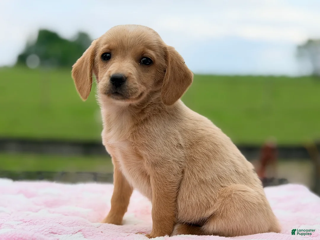 Chiweenie dogs for sale: Molly  - Ad 1