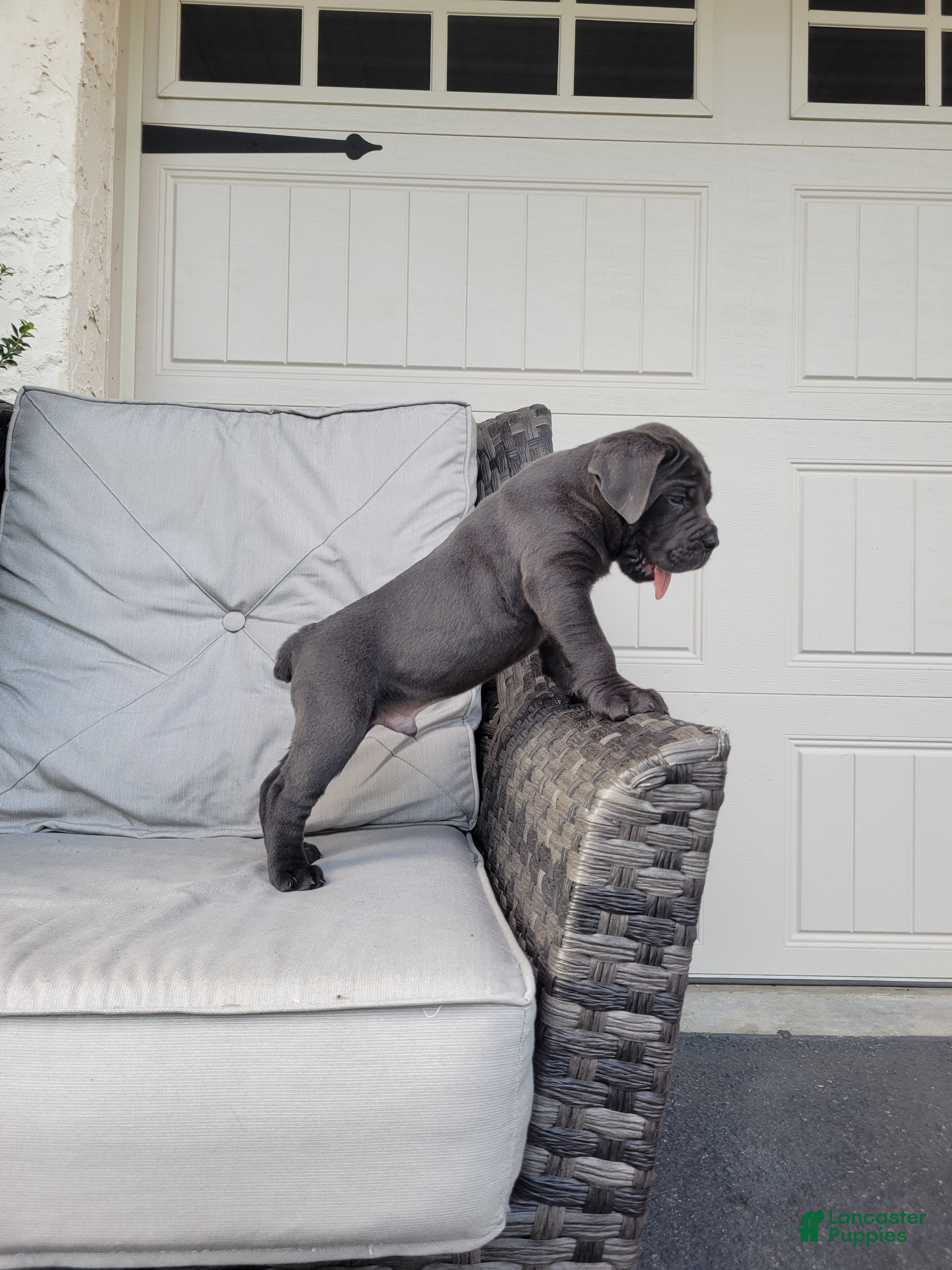 Cane Corso dogs Max - Ad 2
