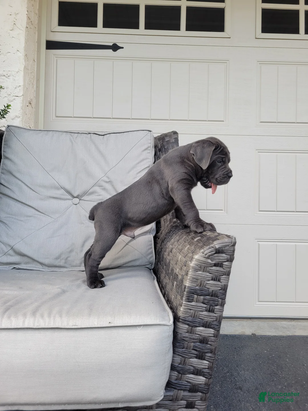 Cane Corso dogs for sale: Max - Ad 2