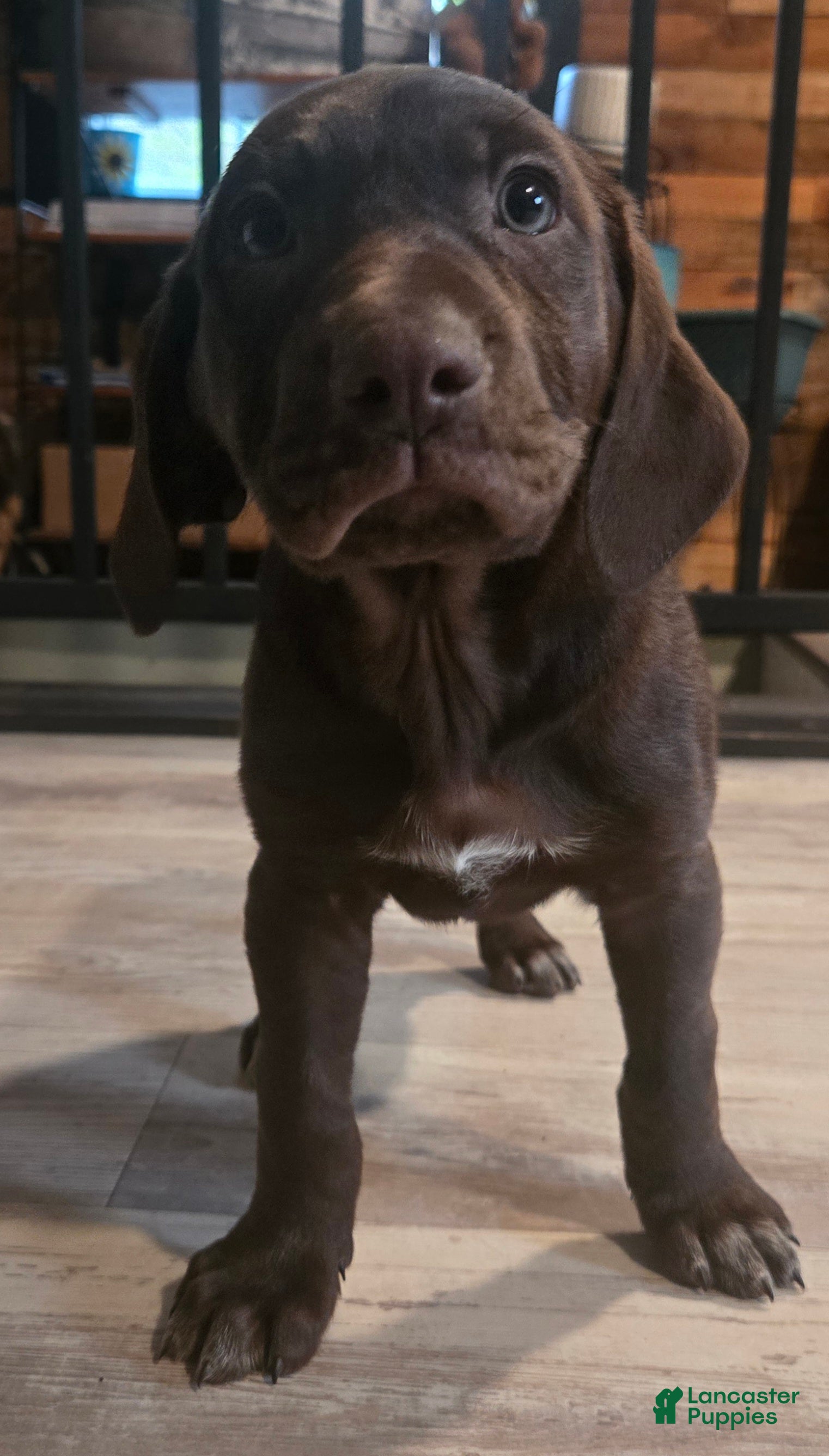 Mixed Breed dogs Chocolate girl #2 - Ad 1