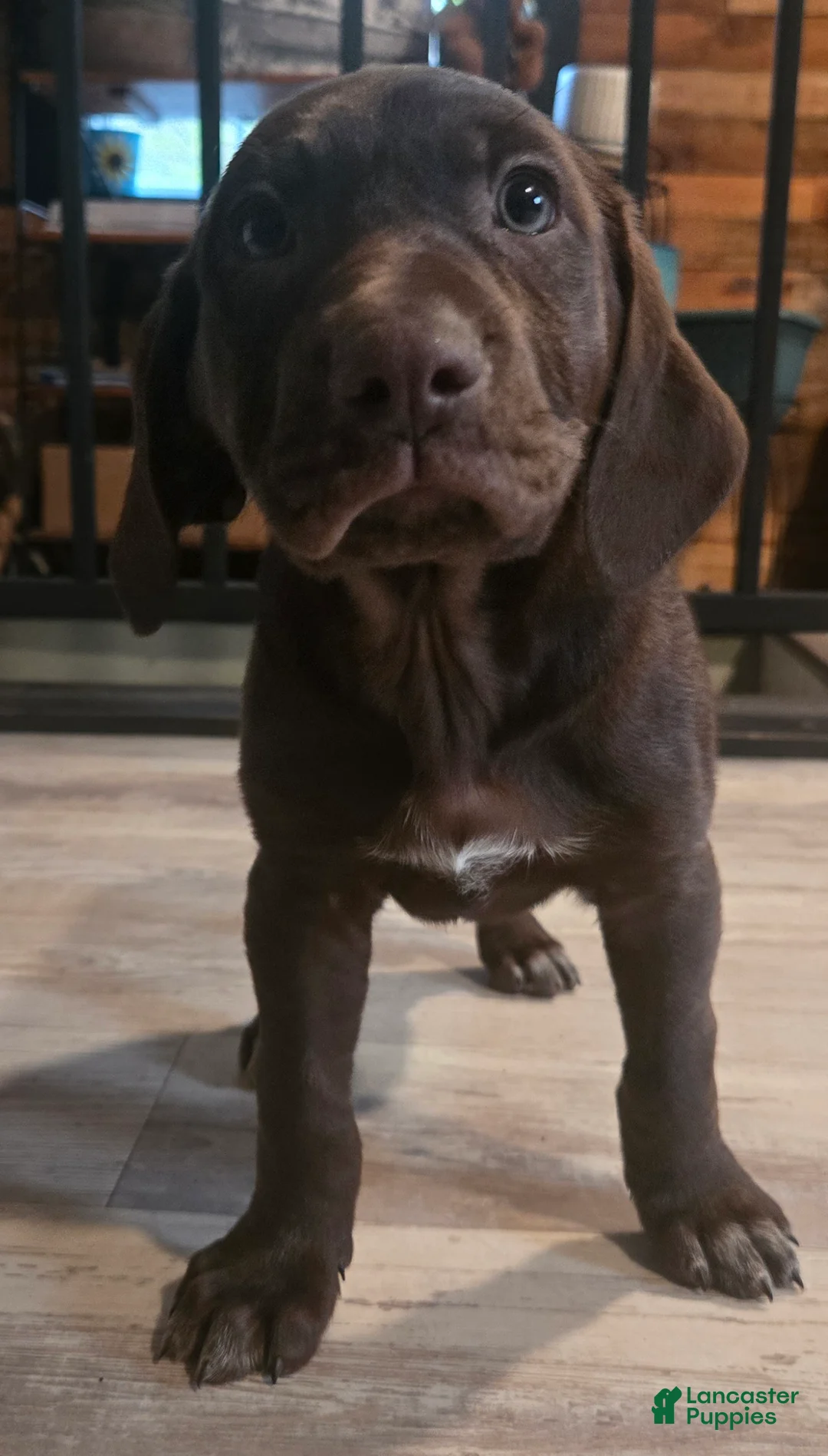 Mixed Breed dogs for sale: Chocolate girl #2 - Ad 1