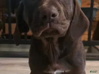 Mixed Breed dogs for sale: Chocolate girl #2 - Ad 1