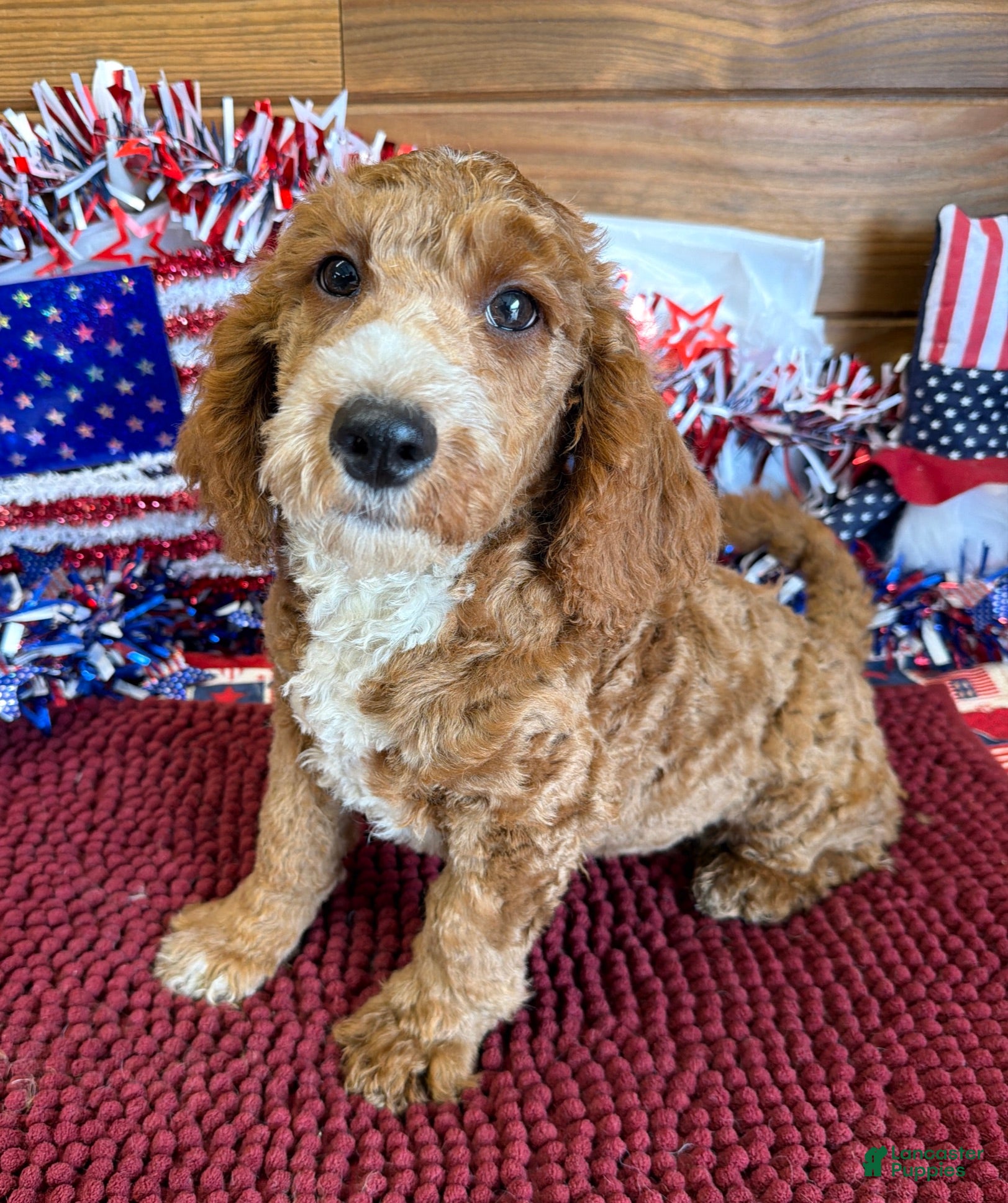 Labradoodle dogs Squirt - Ad 4