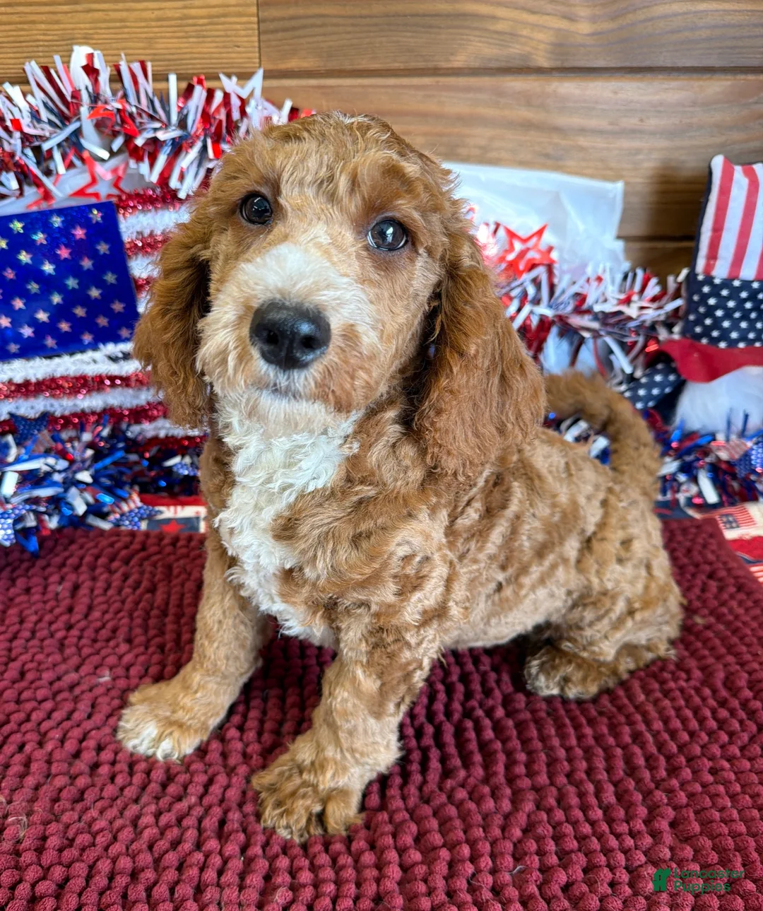 Labradoodle dogs for sale: Squirt - Ad 1
