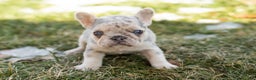 French Bulldog dogs for sale: Daisy  - Ad 2