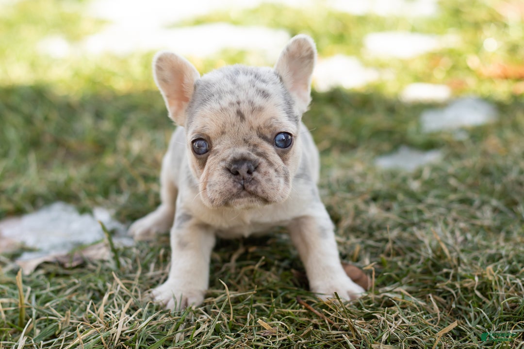 French Bulldog dogs for sale: Daisy  - Ad 2