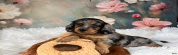 Miniature Dachshund dogs for sale: AKC-Maggie - Ad 10