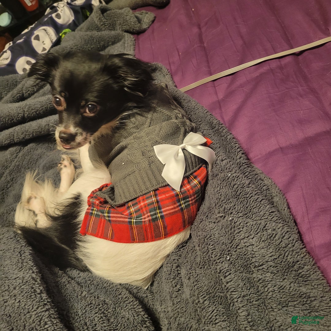 Chihuahua dogs for sale: Spunky - Ad 2