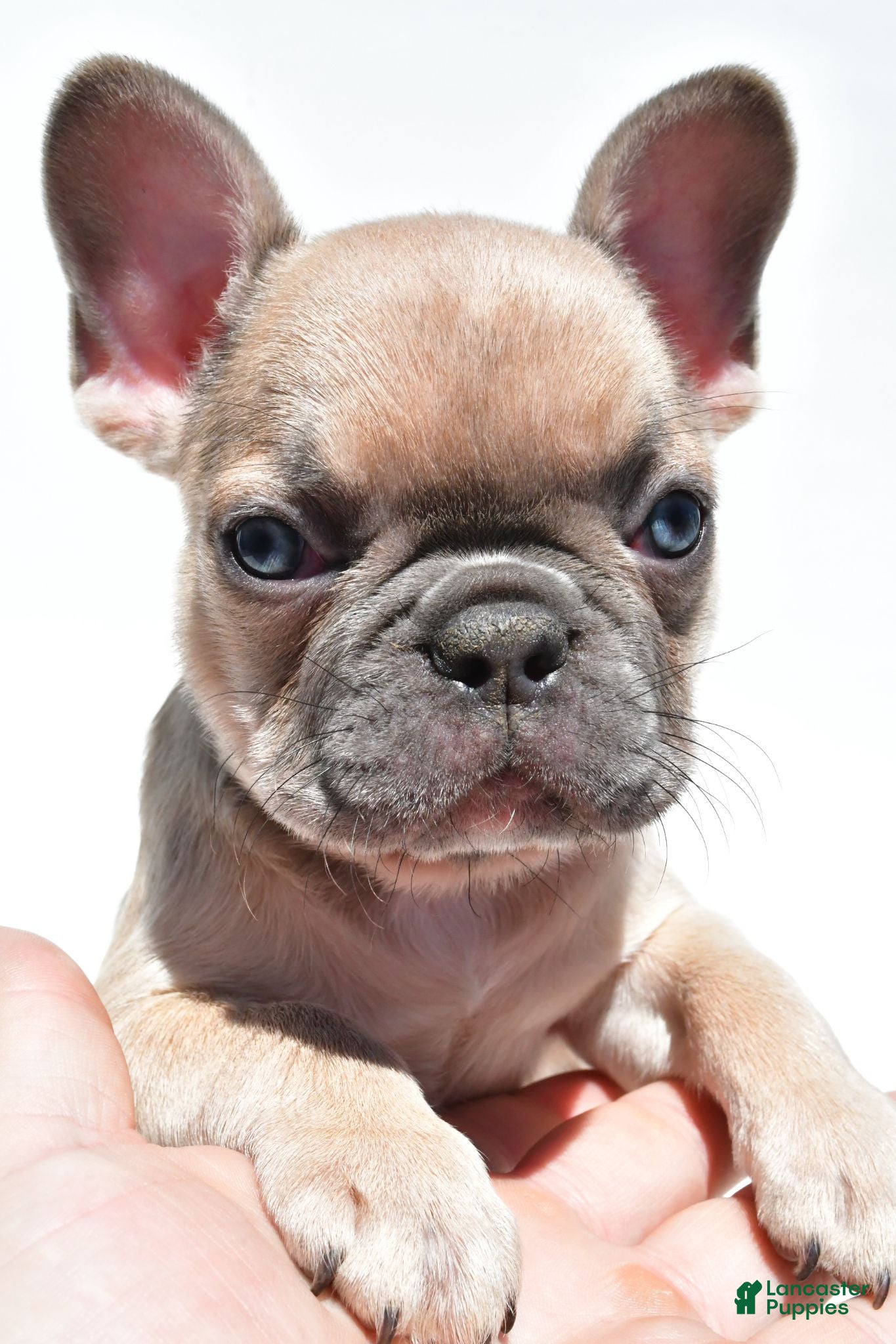 French Bulldog dogs Bella - Ad 1
