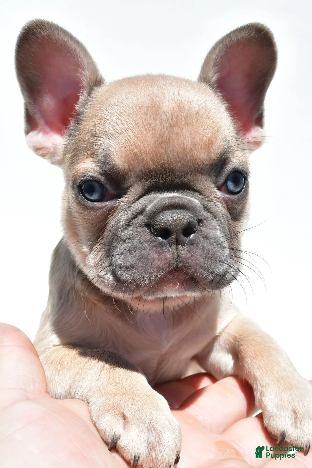 French Bulldog dogs for sale: Bella - Ad 1