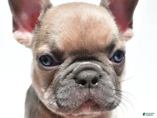 French Bulldog dogs for sale: Bella - Ad 2