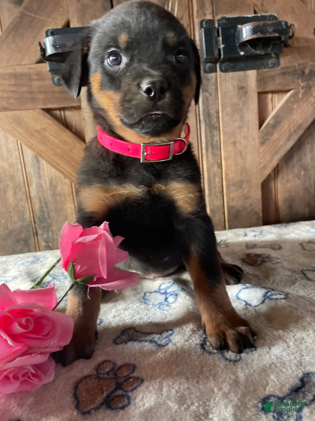 Rottweiler dogs for sale: Jewel - Ad 2