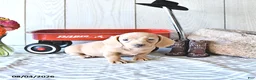 Miniature Dachshund dogs for sale: Rex - Ad 2