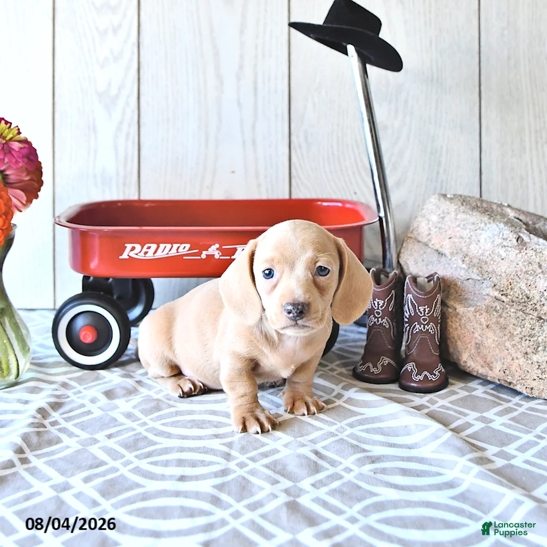 Miniature Dachshund dogs for sale: Rex - Ad 2