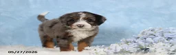 Mini Bernedoodle dogs for sale: Wylie - Ad 4