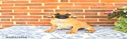 Puggle dogs for sale: Ramona - Ad 3