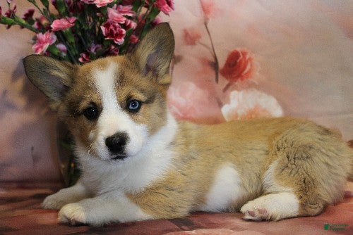 Welsh Corgi Pembroke dogs Prancer Genetically CLEAR - Ad 13