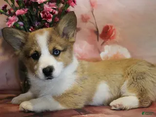 Welsh Corgi Pembroke dogs Prancer Genetically CLEAR - Ad 13