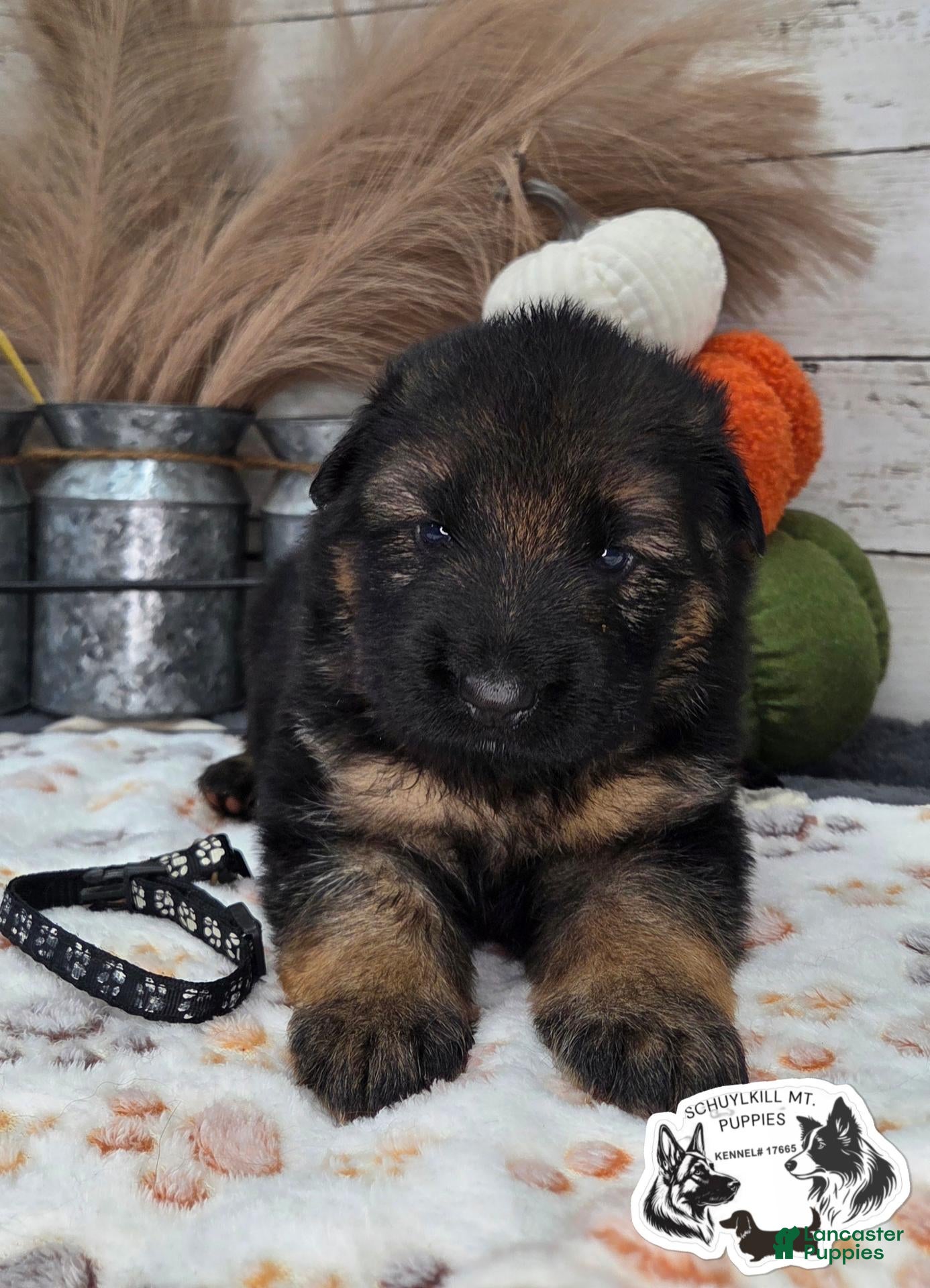 German Shepherd dogs for sale: Bruno - Ad 2
