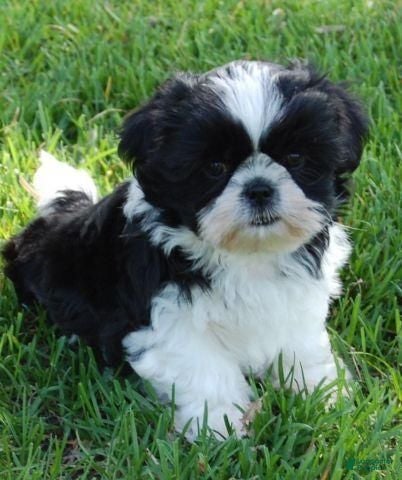 Shihpoo dogs Spot - Ad 12