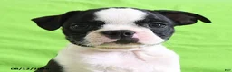 Boston Terrier dogs for sale: Zipper - Ad 9