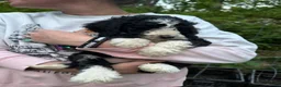 Mixed Breed dogs for sale: Jack - Ad 6