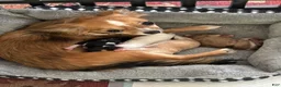 Chihuahua dogs for sale: Chihuahua 3 - Ad 8