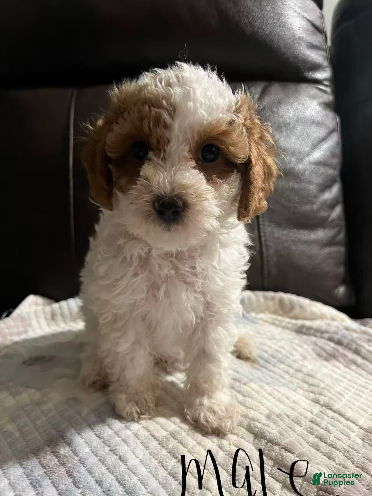 Cavapoo dogs Cavapoo Puppy 1 - Ad 1