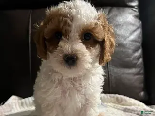Cavapoo dogs Cavapoo Puppy 1 - Ad 1