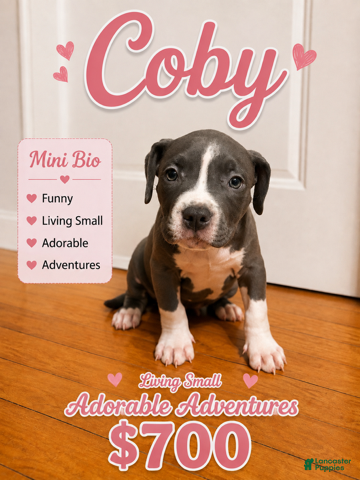 American Pit Bull Terrier dogs Coby  - Ad 5