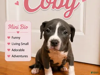 American Pit Bull Terrier dogs Coby - Ad 5