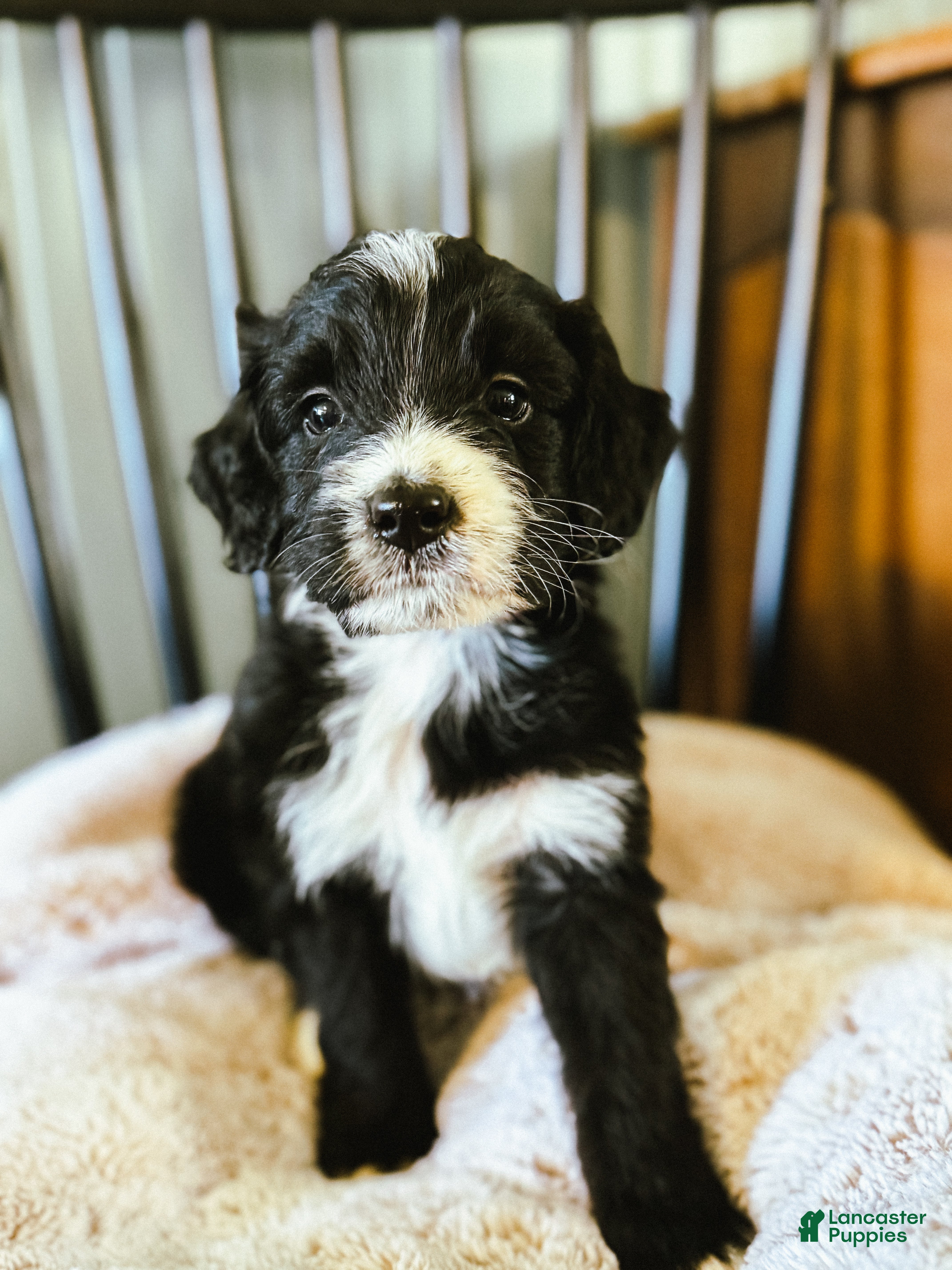 Mini Bernedoodle dogs for sale: Walter  - Ad 41