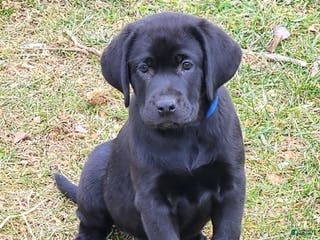 Labrador Retriever dogs Blossom - Ad 5