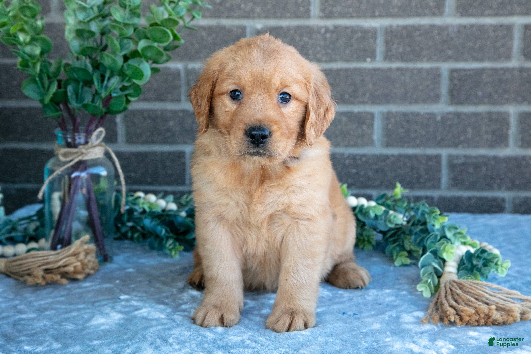 Golden Retriever dogs Polly - Ad 1