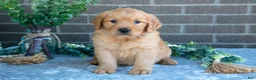 Golden Retriever dogs for sale: Polly - Ad 1